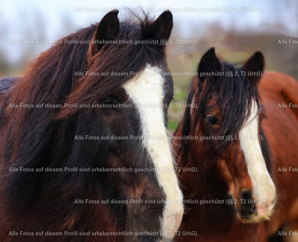 20240309120845_0C4A2785_3-01_4 | krollfotografie - Realisiert mit Pictrs.com