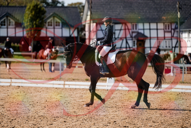2026_10_03_Siefer-Hof_133639_Z63_97253934 | Professionelle Reitsport-, Turnier- und Eventfotografie von Robert Broda. Galerien mit ausgewählten und bearbeiteten Bildern direkt online ansehen und bestellen.