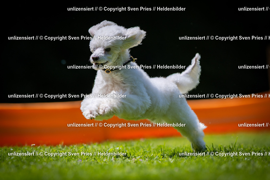 Sven Pries | 2025-08-10 - Hunderennen Durlach - Realisiert mit Pictrs.com