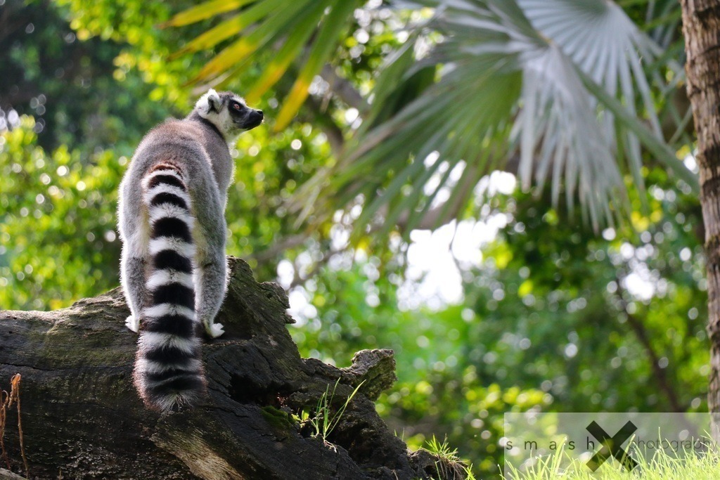 Lemur looking right | smash-photography.com