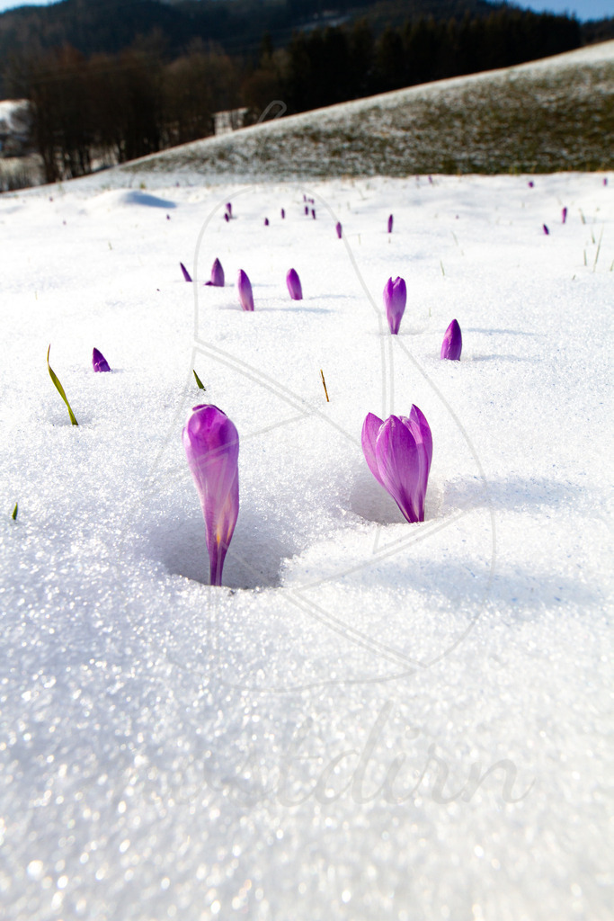 Krokus | Ihre Fotografin im Lungau, ihre Fotografin im Mostviertel, Wandbilder Onlineshop, Imagefotos für Ihr Unternehmen,  - Realisiert mit Pictrs.com