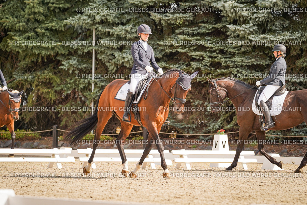 DSC01140 | Pferdegrafie