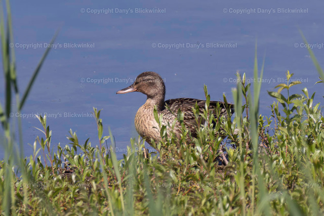 201733 | Tierfotografie, Tierkalender, Tierbilder, Insekten, Spinnen, Vögel, Schmetterling, Libellen, Leinwand, Colorkey, Qualität, Geschenkartikel, Geschenk - Realisiert mit Pictrs.com