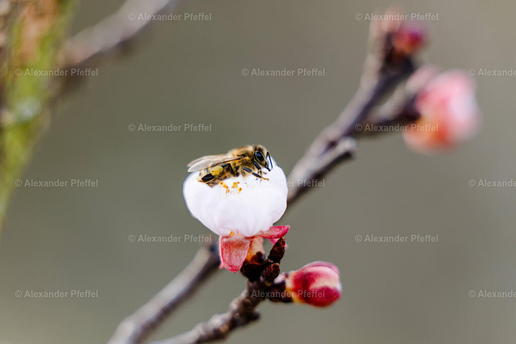 foto_c_pfeffel-partner-0173-R52_2543 | alexander-pfeffel - Realisiert mit Pictrs.com