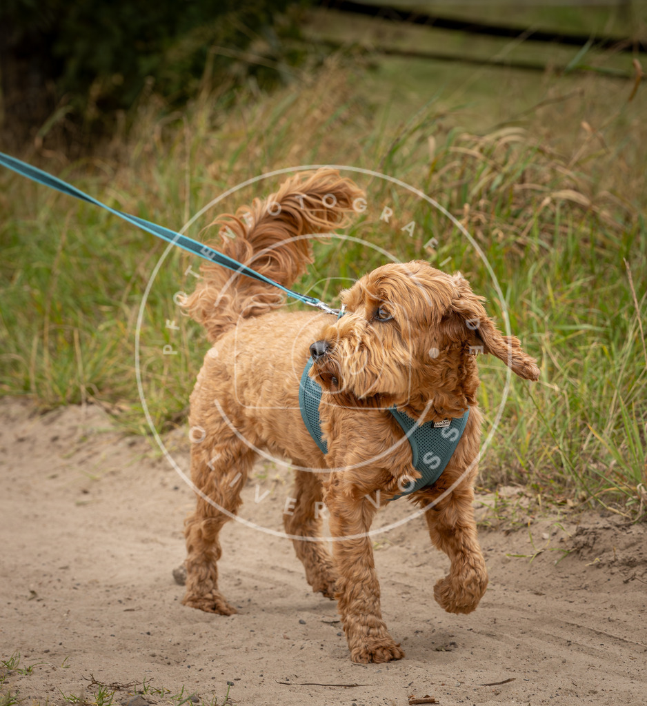 Pfotenfotografie_DV3A8582 | Hundefotografie, Tierfotograf, Pfotenfotografie, Fotoshooting Hund, Hunde Portrait, Hundesport, Hundeportraits, Heideshooting, Hunde, Sportfotograf, Hundefotograf, Turnierhundsport, THS,  - Realisiert mit Pictrs.com