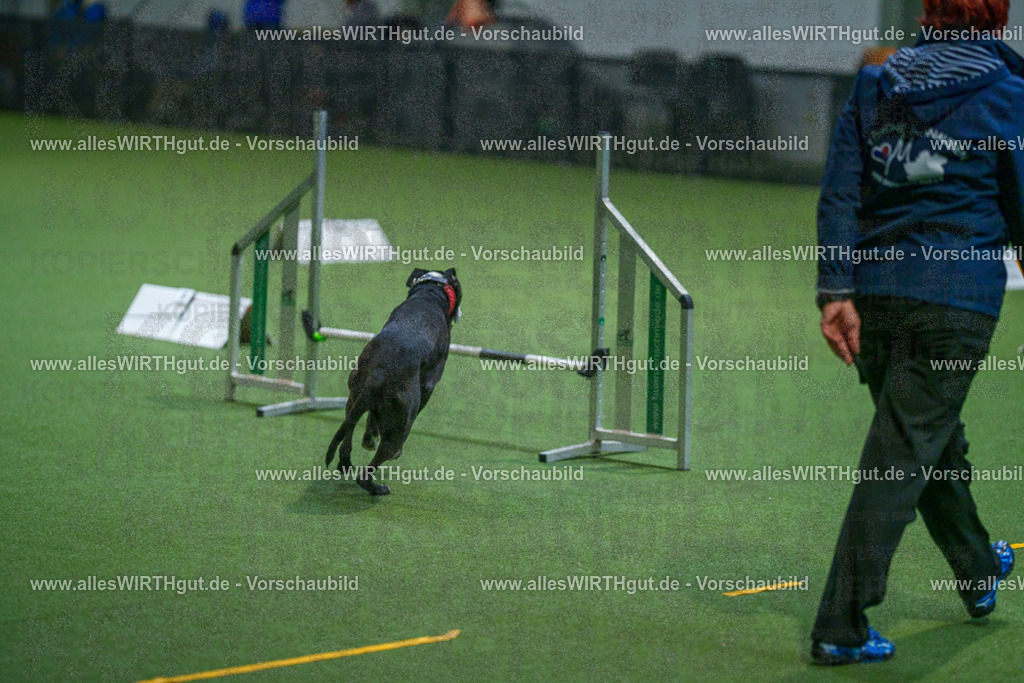 7R503200 | Professionelle Tierfotografie in Mönchengladbach von Daniel Wirth (allesWIRTHgut). Liebevolle & natürliche Bilder von Hunden & Katzen für unvergessliche Erinnerungen.