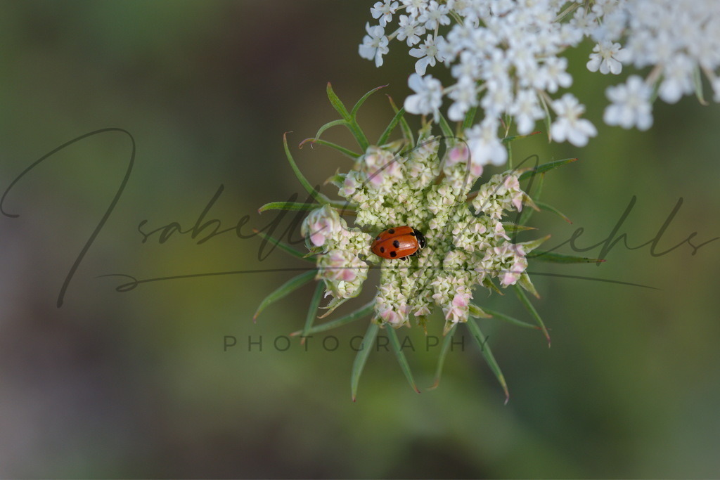 017_Blume | i-n-photography - Realisiert mit Pictrs.com