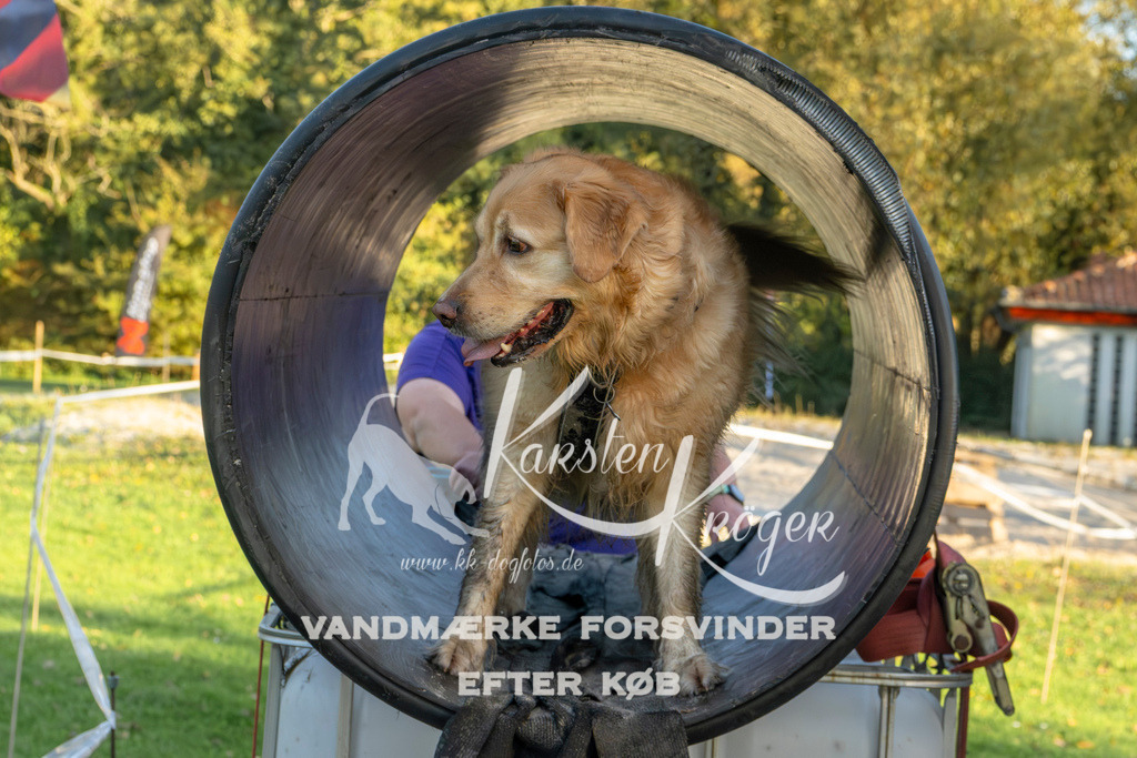 1707_ZZ90671 | kk-dogfotos