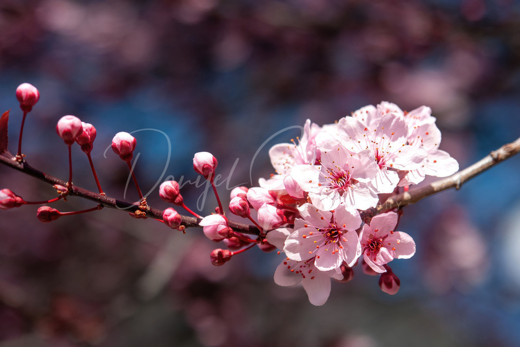 Blutpflaume | Blutpflaume in voller Blüte in Zams