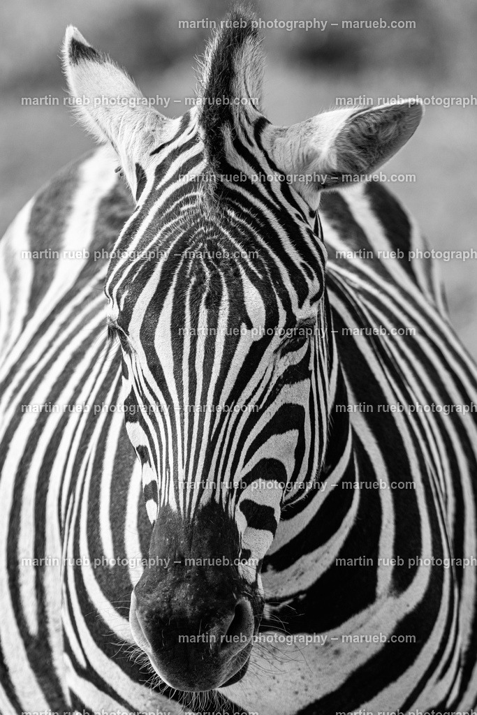 Portrait of a zebra in gray | Closeup portrait of a zebra - Realisiert mit Pictrs.com