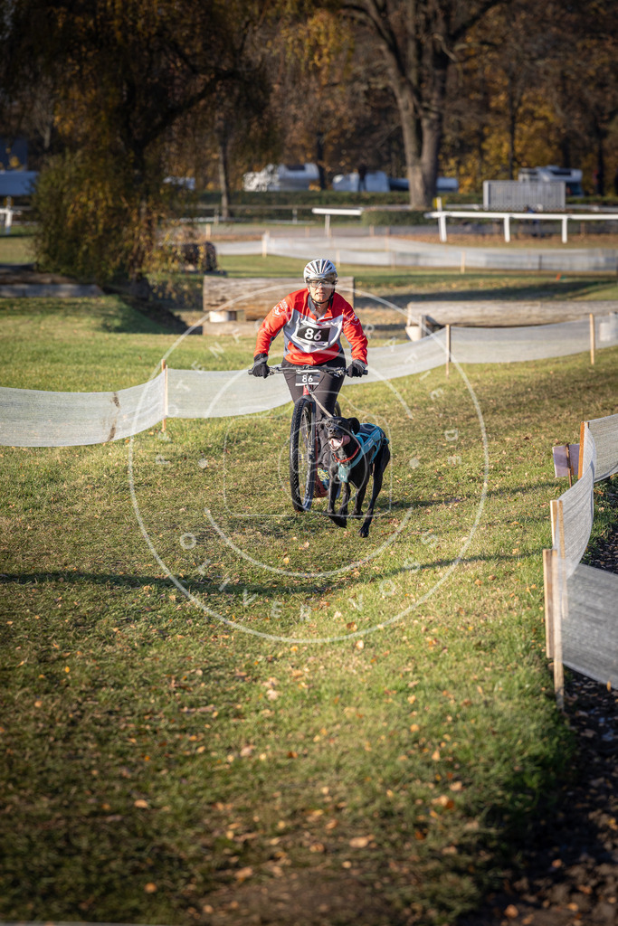 CaniXpix_DV3A1690 | Hundefotografie, Tierfotograf, Pfotenfotografie, Fotoshooting Hund, Hunde Portrait, Hundesport, Hundeportraits, Heideshooting, Hunde, Sportfotograf, Hundefotograf, Turnierhundsport, THS,  - Realisiert mit Pictrs.com