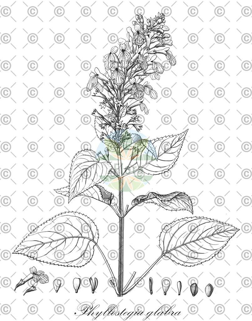HistAbb_wfo-0000188348_1_ENZY_Simple | Historische Abbildung von Phyllostegia glabra - Lamiaceae | Historical Illustration of Phyllostegia glabra - Lamiaceae