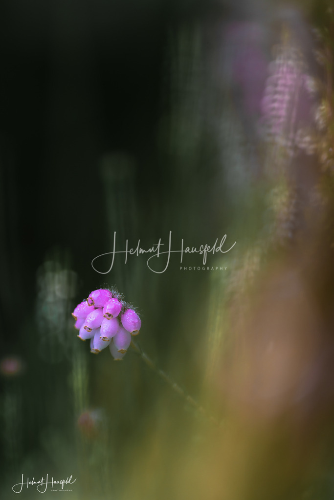 DSC00246-2 | Landschaftsfotografie, Naturfotografie - Realisiert mit Pictrs.com