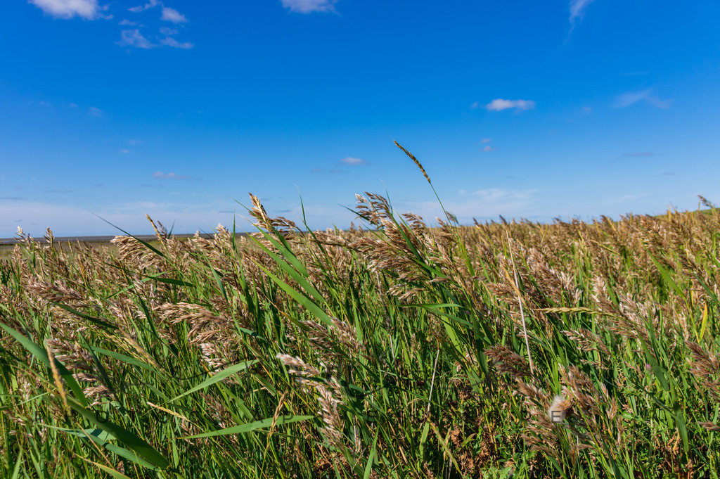 IMGP0364 | Nordseeinsel Mandö - Realisiert mit Pictrs.com