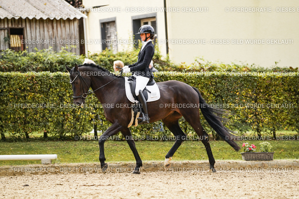 DSC00803 | Pferdegrafie