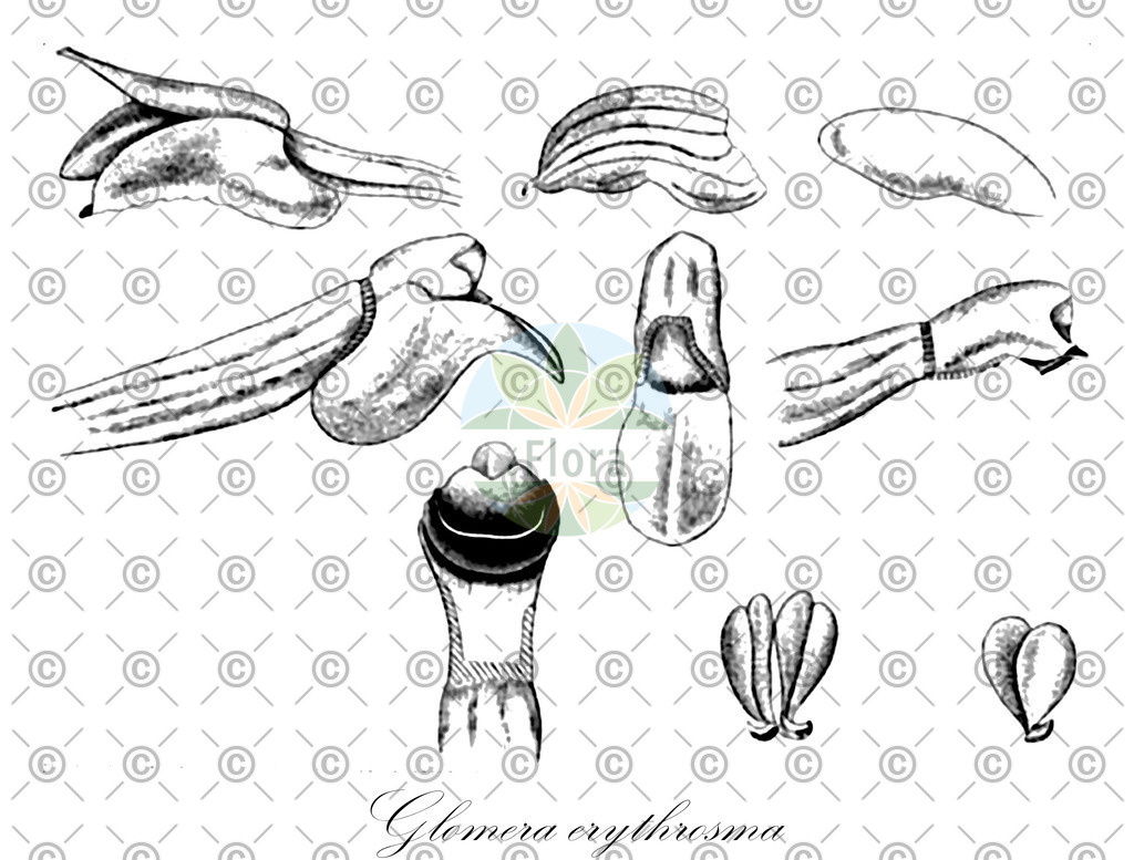 HistAbb_wfo-0000769245_1_ENZY_Simple | Historische Abbildung von Glomera erythrosma - Orchidaceae | Historical Illustration of Glomera erythrosma - Orchidaceae