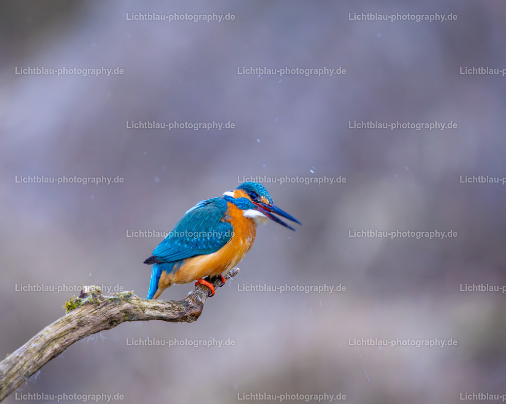 Eisvogel-03 | Hans-Bernd Lichtblau Photography. Finden Sie wunderschöne Fotografien aus Landschaft und Natur.  - Realisiert mit Pictrs.com