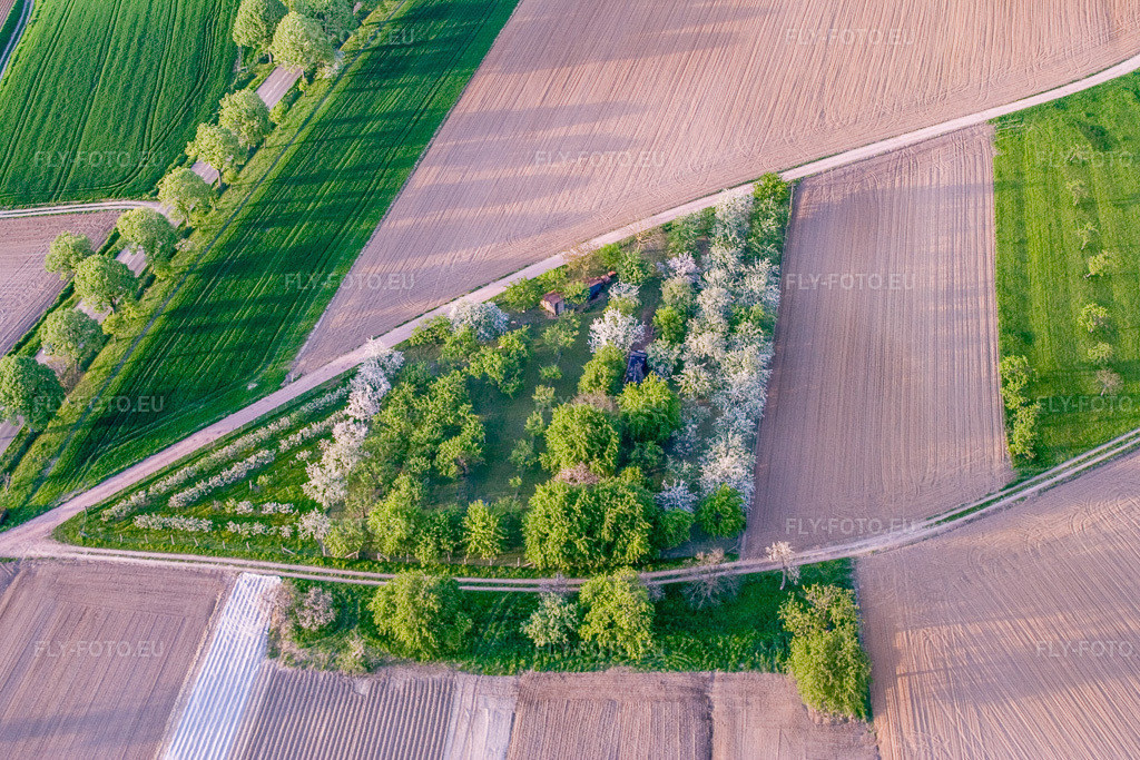 Vue aérienne: Arbres fruitiers en fleurs dans le triangle des champs à Surbourg dans le département Bas Rhin, France – .Photo: IMG_10657.jpg prise le 04/05/2008 par Werner Riehm/FLY-FOTO.eu – Résolution de l'original: 3456 x 2304 px