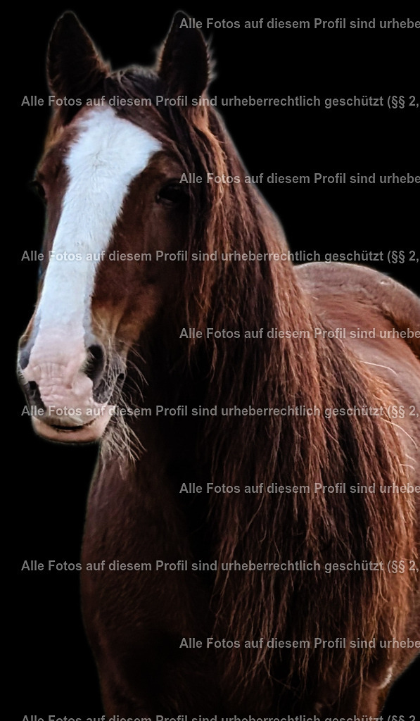 1728740194459 | krollfotografie - Realisiert mit Pictrs.com