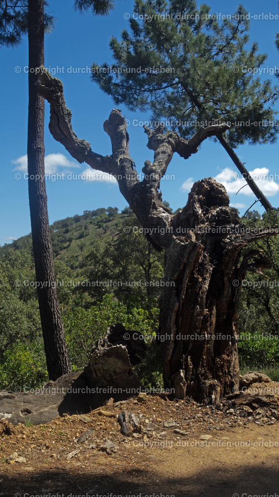 Abgestorbener Baum in wilder Hügellandschaft Serra do Caldeirão Algarve | Abgestorbener Baum in wilder Hügellandschaft Serra do Caldeirão Algarve - Realisiert mit Pictrs.com
