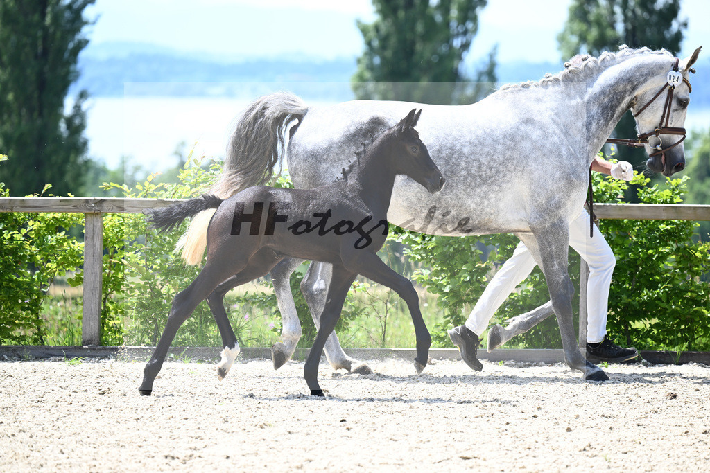 Comme il faut x Hickstead White_SF_Eder_19240619 | hf-fotografie - Realisiert mit Pictrs.com
