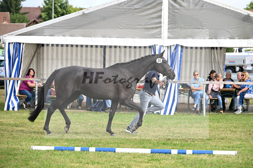 Kat-Nr. 34 Black Besinda H.S. v. Dancier Gold_Becker_30250848 | hf-fotografie - Realisiert mit Pictrs.com
