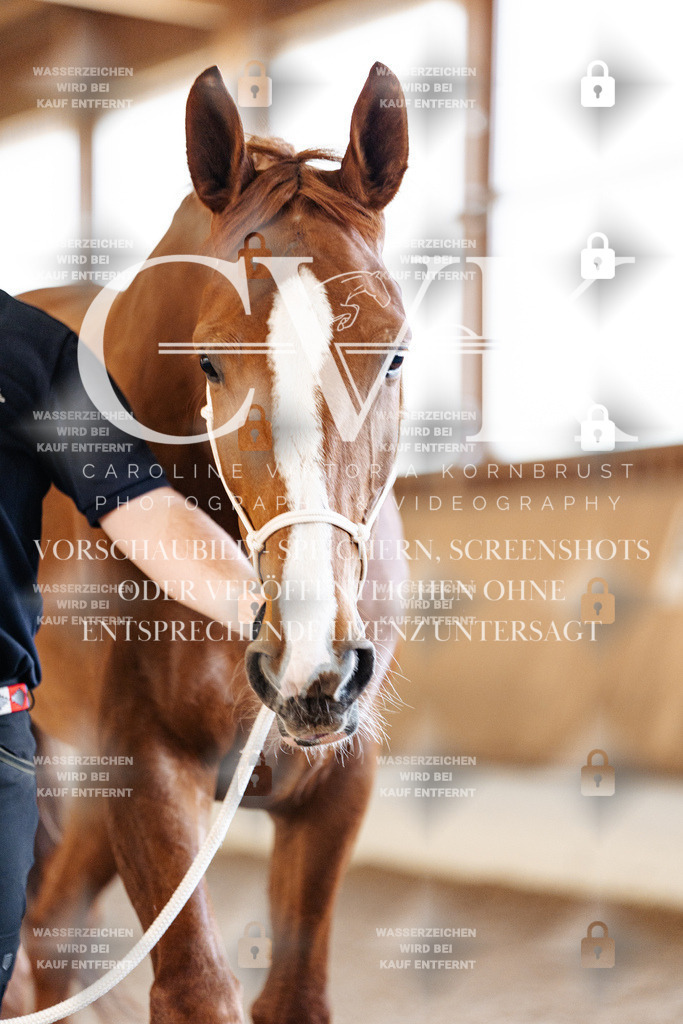 CK905851 | Turnierfotografie Pferdefotografie Trier Rheinland-Pfalz Pferdesport Reitsport Tierfotografie Sportfotografie Pferdevideo Pferdevideografie Equestrianvideography equestrianphotography  - Realisiert mit Pictrs.com