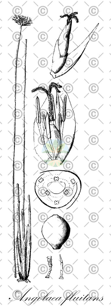HistAbb_wfo-0000536542_64_ENZY_Simple | Historische Abbildung von Angolaea fluitans - Podostemaceae | Historical Illustration of Angolaea fluitans - Podostemaceae