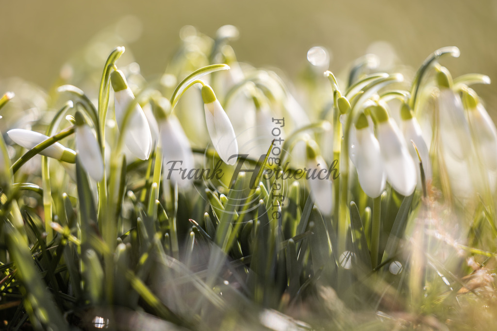_X0A8319bea | Frank Herberich Fotografie, Frank Herberich, Fotografie, Hochzeit, Portrait, St. Peter Ording, Ording, Westerhever, Nordsee, Frank Fotografie, Hardheim,  Odenwald,Walldürn, Band,Eventfotografie - Realisiert mit Pictrs.com
