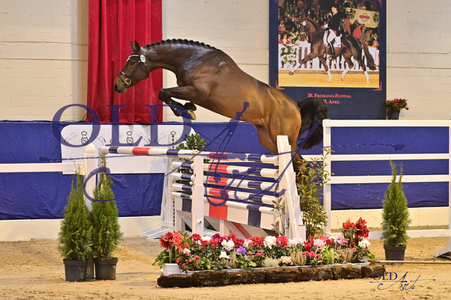 28 DE418180019621 Ogrion des Champs - Heartbreaker - Carthago DSC_4035 | <meta name="description" content="★Offizieller Merchandise und Foto-/Videostore des Oldenburger Verbandes.★ ✅Jetzt auch digital Ausdrucke erhältlich." />
<meta name="keywords" content="Merchandise Foto-/Videostore Oldenburger Verband Photographie 