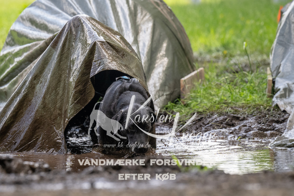 1147_ZZ94530 | kk-dogfotos