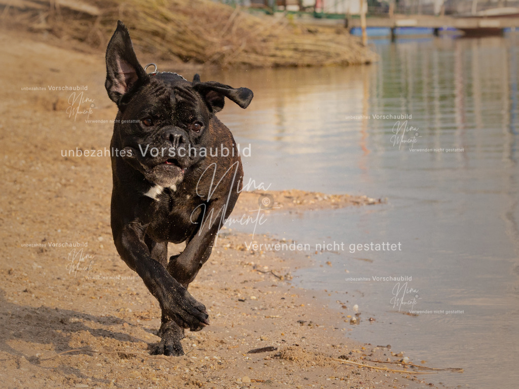 _16A8394-1 | Einzigartige Fotos von Hunden & Menschen –Actionfotos, Portraits, Vereinsaufnahmen & Paarshootings – authentisch, lebendig & mit Herz.