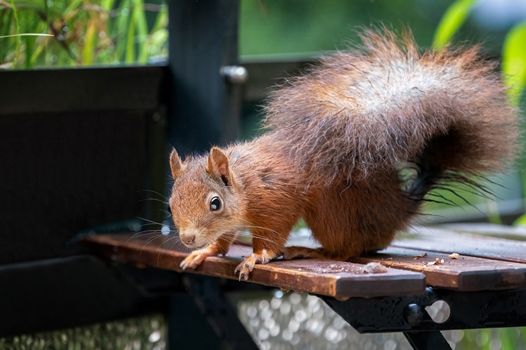 Eichhörnchen (red squirrel) | Deutschland | WILD﻿﻿LIFE · NATURE | just﻿love · justSOMEWHERE · just poster | ﻿POSTER | LEINWAND | FINEART | HOLZDRUCK | FOREX-FOTODRUCK | ALU-DIBOND | ACRYLGLAS | WILD'N FREE | germany | the netherlands | kenya | vietnam | egypt | wildtiere | eichhörnchen - Realisiert mit Pictrs.com
