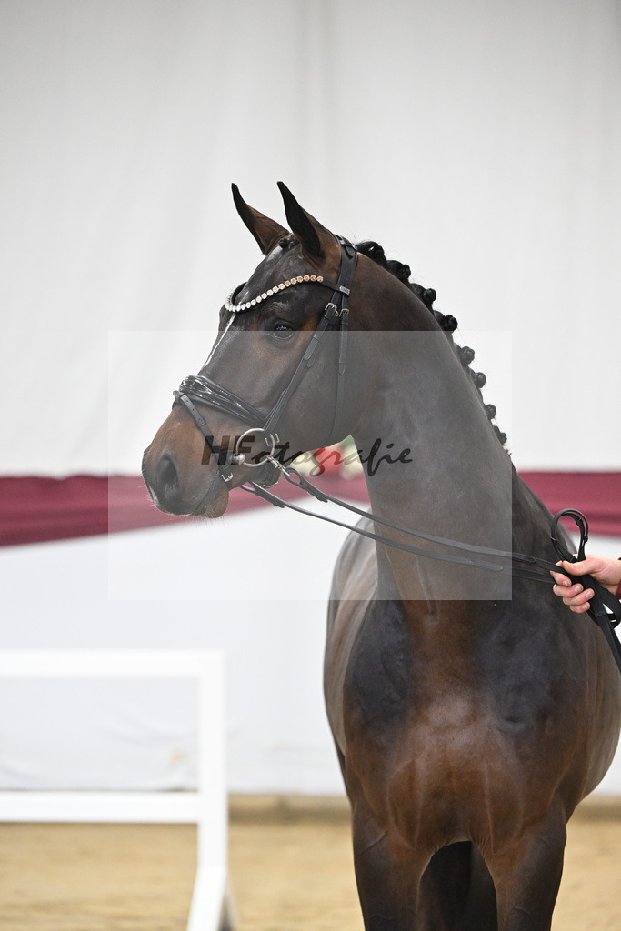 Kat-Nr. 1 Jasper x Diarado_ZG Stabhalterhof GbR _47250005 | hf-fotografie - Realisiert mit Pictrs.com