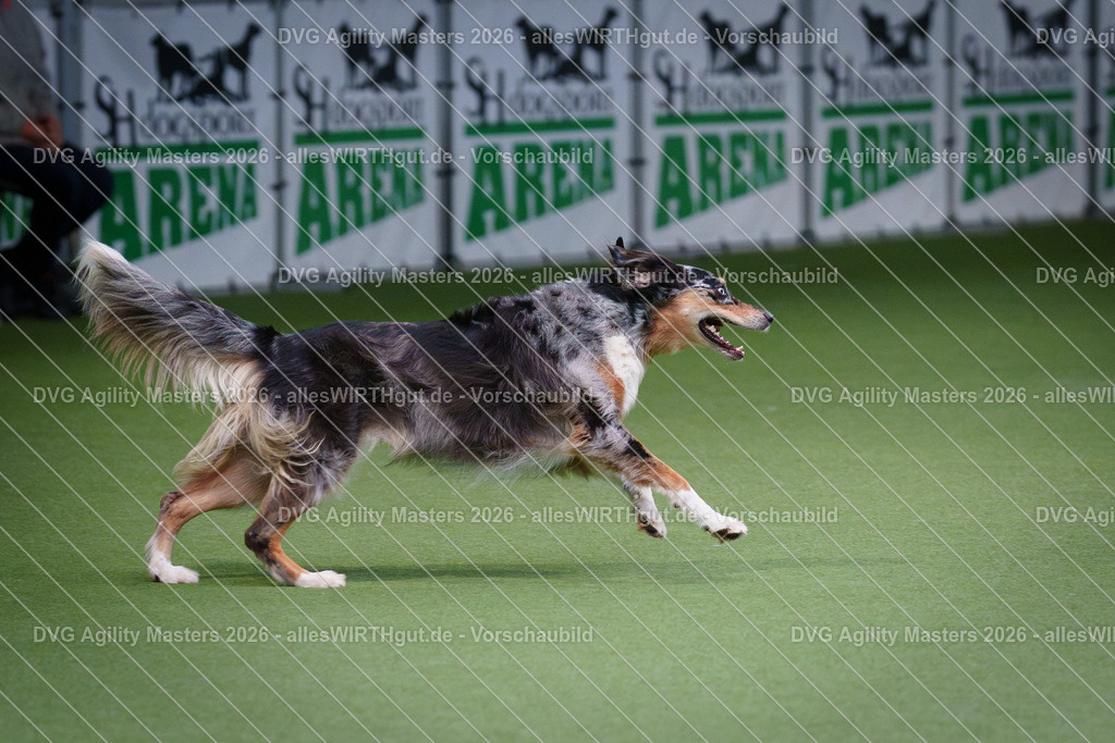 allesWIRTHgut_Tierfotografie-DVG_Agility_Masters_2026-10_59-7R500961 | Professionelle Tierfotografie in Mönchengladbach von Daniel Wirth (allesWIRTHgut). Liebevolle & natürliche Bilder von Hunden & Katzen für unvergessliche Erinnerungen.