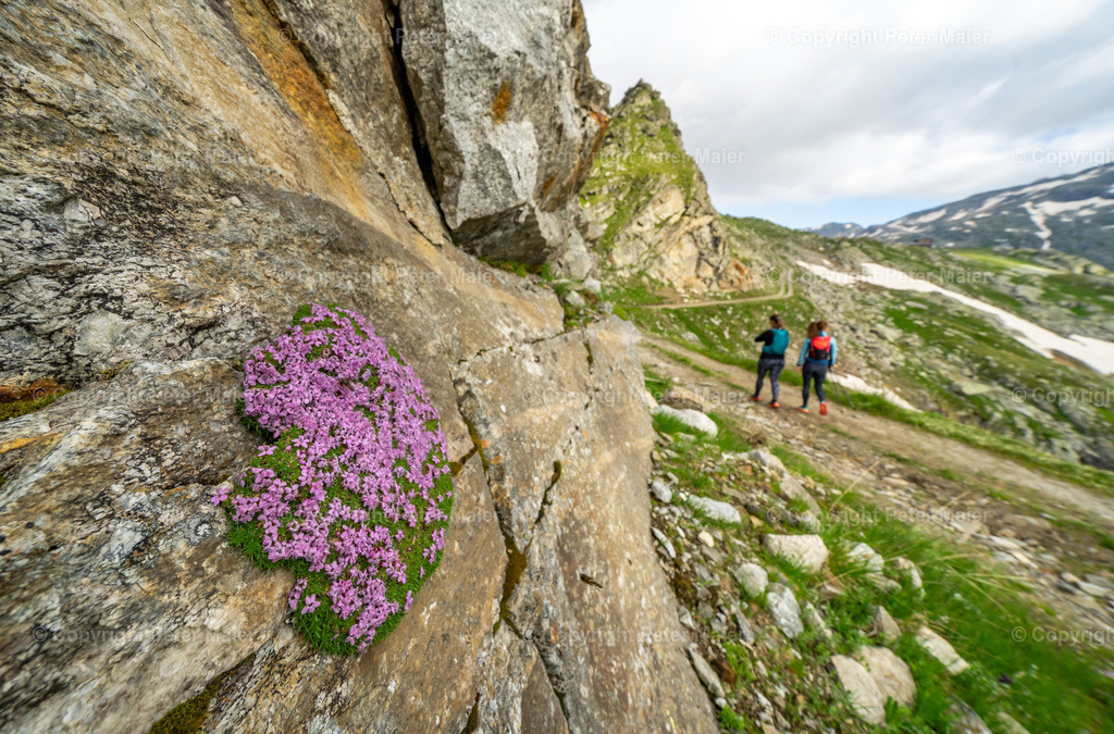 Mölltaler_Gletscher_Sommer_24-332 | piet_flosse
