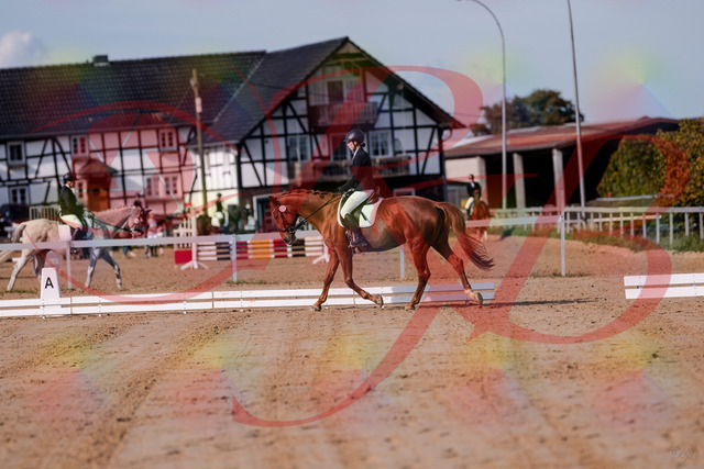 2026_10_03_Siefer-Hof_114033_Z81_82950437 | Professionelle Reitsport-, Turnier- und Eventfotografie von Robert Broda. Galerien mit ausgewählten und bearbeiteten Bildern direkt online ansehen und bestellen.