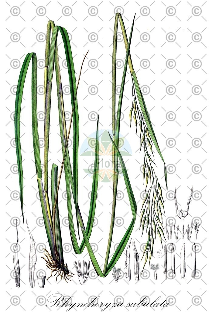 HistAbb_wfo-0001078030_1_ENZY_Simple | Historische Abbildung von Rhynchoryza subulata - Poaceae | Historical Illustration of Rhynchoryza subulata - Poaceae