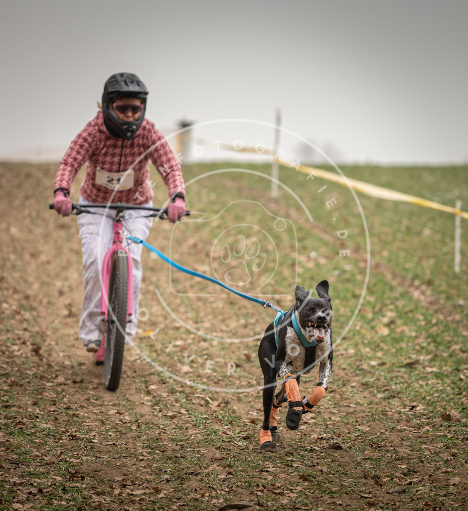 Pfotenfotografie_DV3A3788 | Hundefotografie, Tierfotograf, Pfotenfotografie, Fotoshooting Hund, Hunde Portrait, Hundesport, Hundeportraits, Heideshooting, Hunde, Sportfotograf, Hundefotograf, Turnierhundsport, THS,  - Realisiert mit Pictrs.com