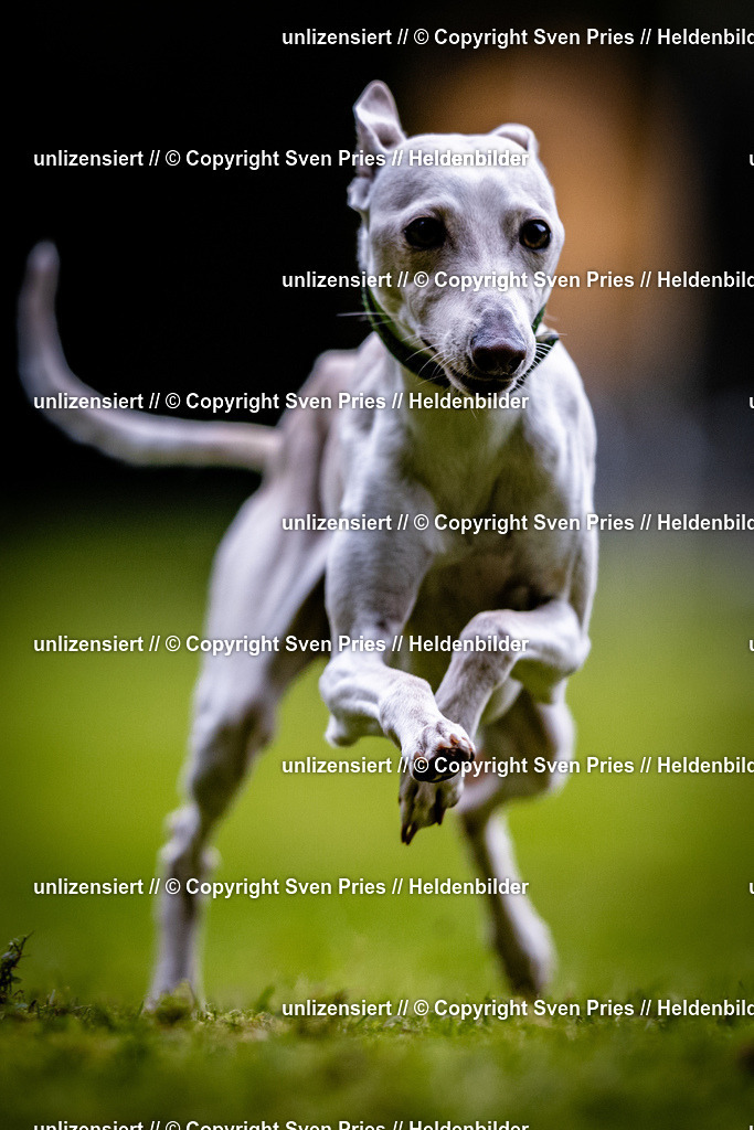 Sven Pries | 2025-10-03 - Hunderennen Obergrombach - Realisiert mit Pictrs.com