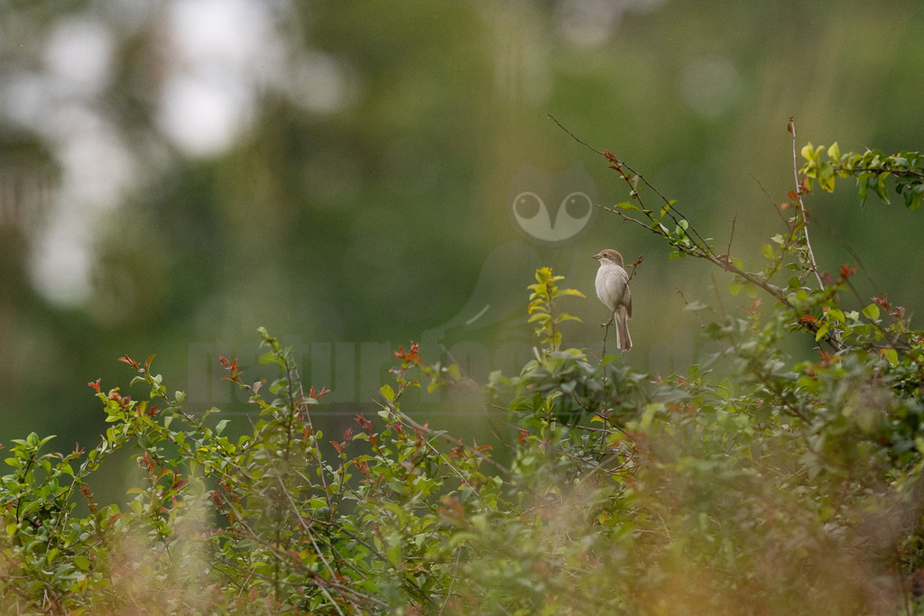 R6NF3466_20240530 | Obwohl der Neuntöter kaum größer ist als ein Spatz, gehören große Libellen, kleine Mäuse und Jungvögel zu seinen Beutetieren. Von einem Aussichtspunkt aus beobachtet er den Boden im nahen Umkreis. Wenn er eine Maus entdeckt hat, stürzt er sich auf sie und tötet sie mit seinem spitzen Schnabel, ähnlich wie ein großer Raubvogel. Insekten fängt der Neuntöter im Flug.  - Realisiert mit Pictrs.com