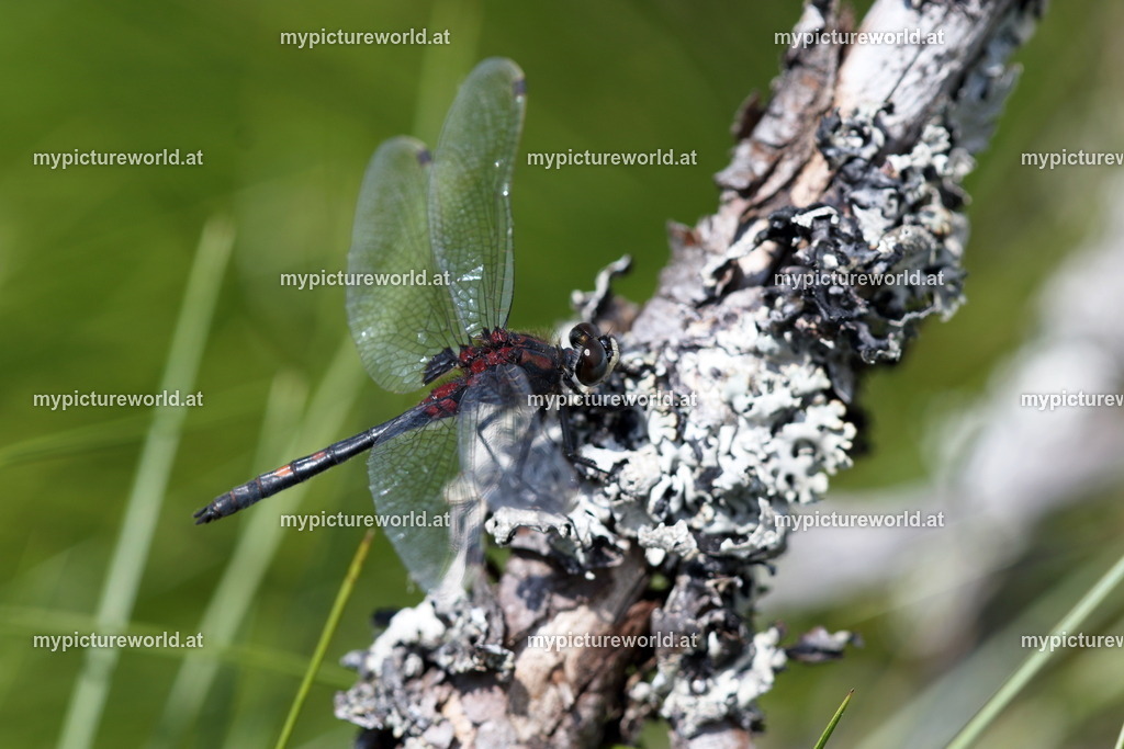 Kleine Moosjungfer-005 | Das Bilderarchiv über Tiere, Planzen und Landschaften. In der Bilddatenbank finden Sie ein große Auswahl an hochwertigen Bilder für Ihre Werbung - Realisiert mit Pictrs.com