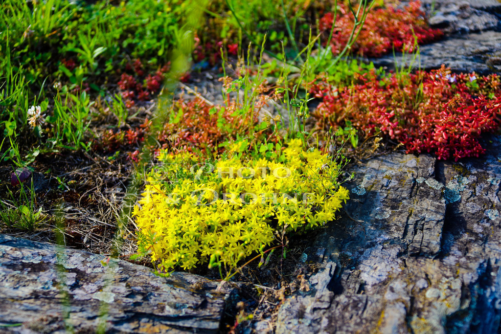 Steinpflanzen Oberwesel-9537 | Steinpflanzen an Sankt Martin Oberwesel. - Realisiert mit Pictrs.com