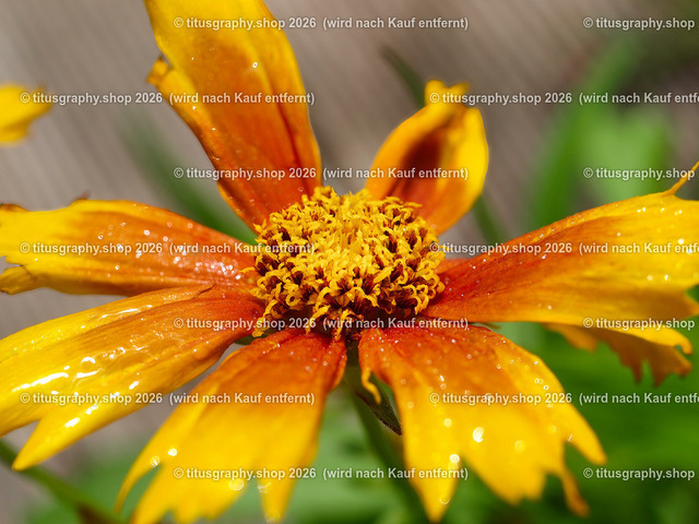 titusgraphy_P7173150-vz-ln | titusgraphy-shop: Geschenkideen mit Qualitätsfotos. titusgraphy-shop: gift ideas with quality photos. titusgraphy-shop: idées cadeaux avec photos de qualité.  - Realisiert mit Pictrs.com