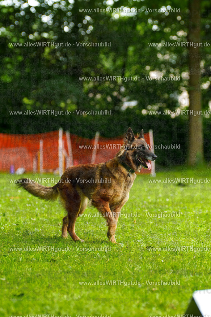 @allesWIRTHgut_Tierfotografie - www.allesWIRTHgut.de - 101954-7R508367 | Professionelle Tierfotografie in Mönchengladbach von Daniel Wirth (allesWIRTHgut). Liebevolle & natürliche Bilder von Hunden & Katzen für unvergessliche Erinnerungen.