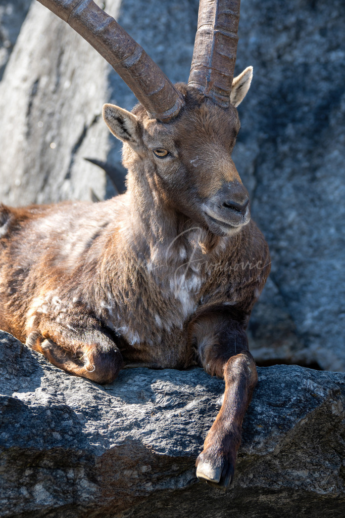 Steinbock | Steinbock im Alpenzoo