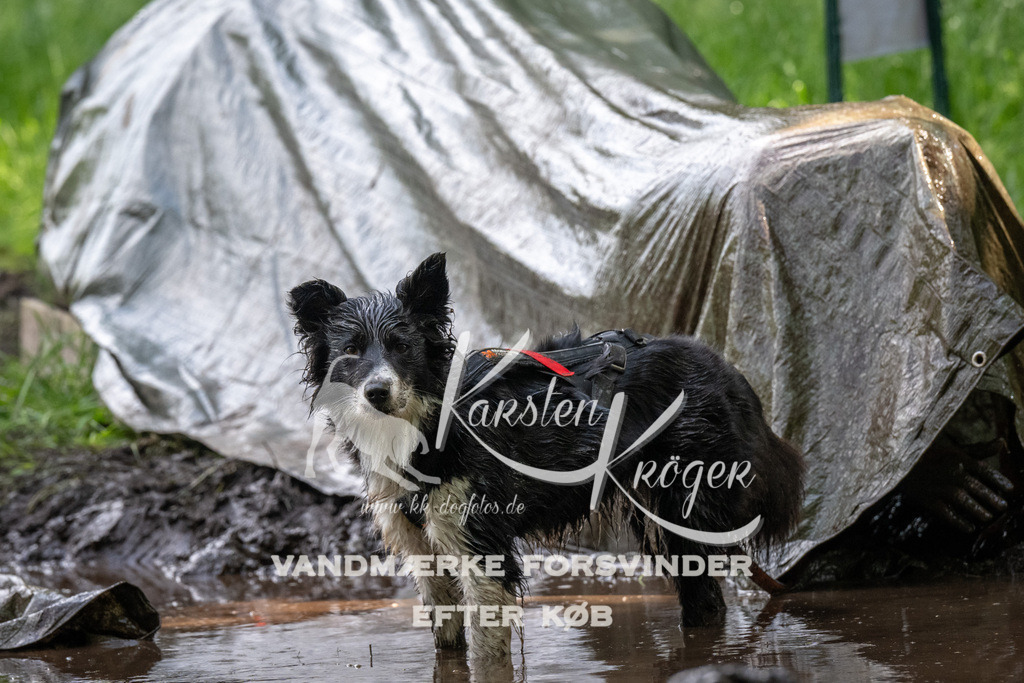 1316_ZZ90643 | kk-dogfotos