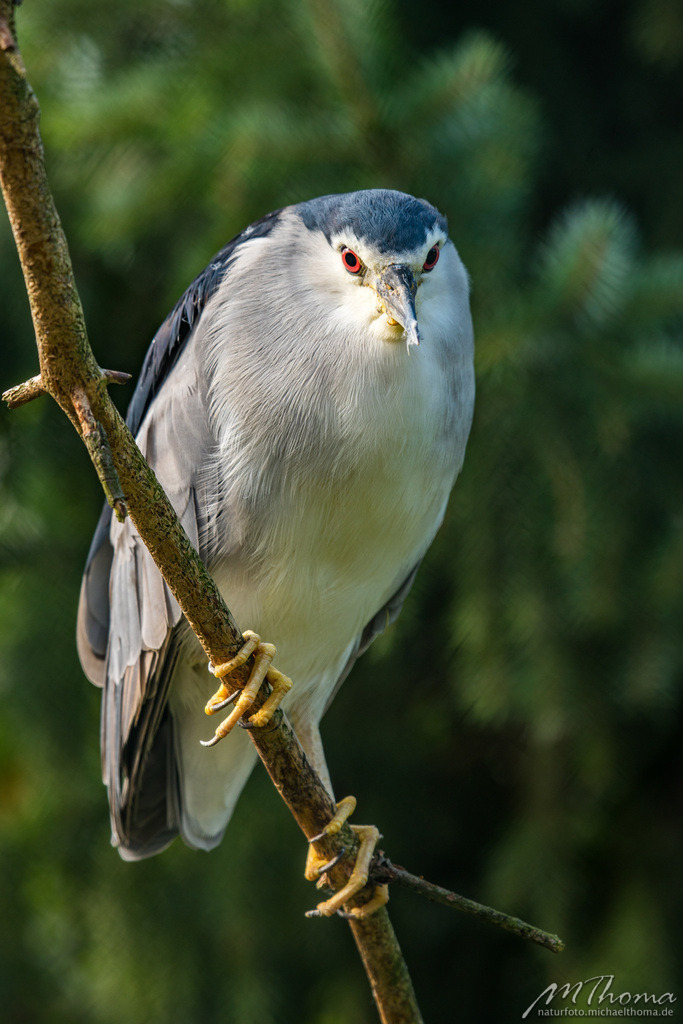 Nachtreiher | Dies ist der Online-Shop von naturfoto.michaelthoma.de. Ich bin leidenschaftlicher Naturfotograf und fotografiere von der Andromedagalaxie bis zum Zwergtaucher, von der Ameise bis zum Orionnebel alles was mit Natur zu tun hat. Hier kann eine Auswahl meine - Realisiert mit Pictrs.com