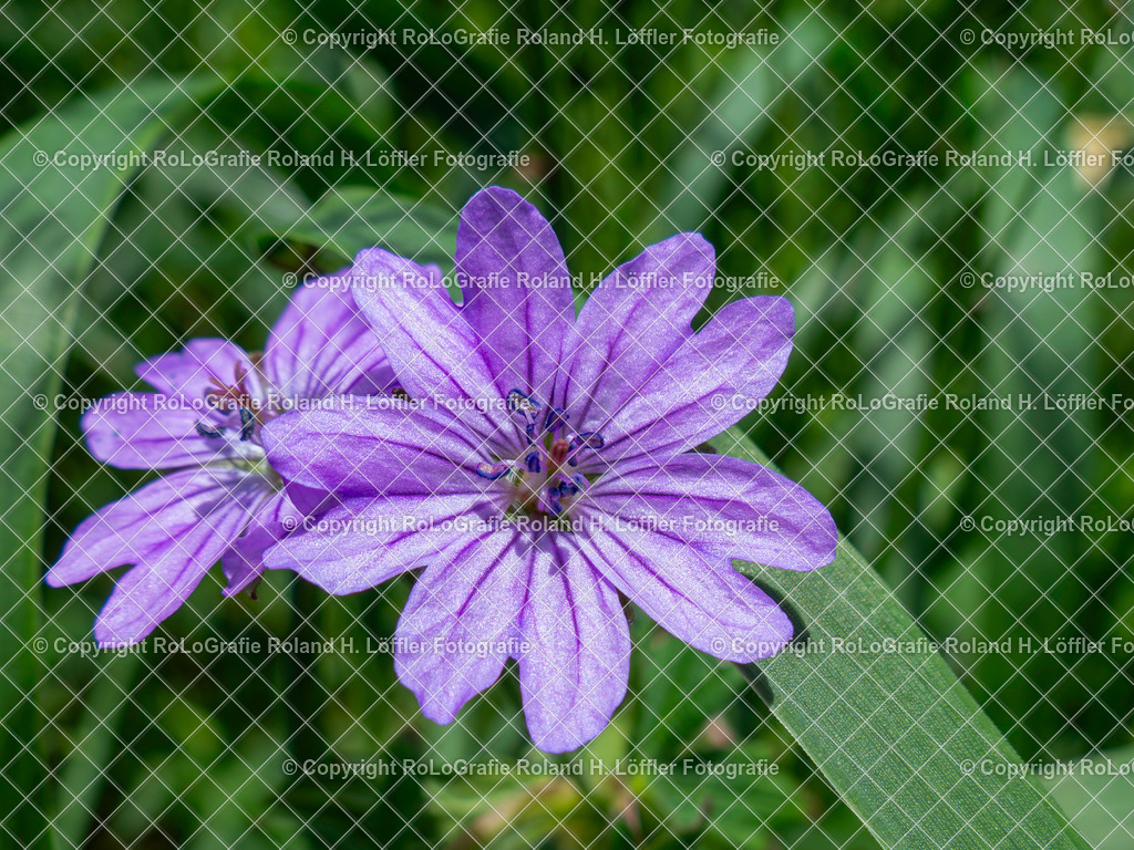 Weicher Storchschnabel_Geranium pyrenaicum Burm.f._Familie-Geraniaceae | Weicher Storchschnabel,Geranium pyrenaicum Burm.f., aus der Familie der Geraniaceae - Realisiert mit Pictrs.com