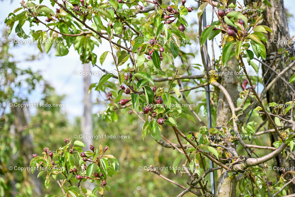 Thening_ Obstbauer Hirschvogel_ 07.05.2024-4 | 07.05.2024, Thening, AUT, Obstbauer Hirschvogel, im Bild Birnenknospen, Obsbaeume